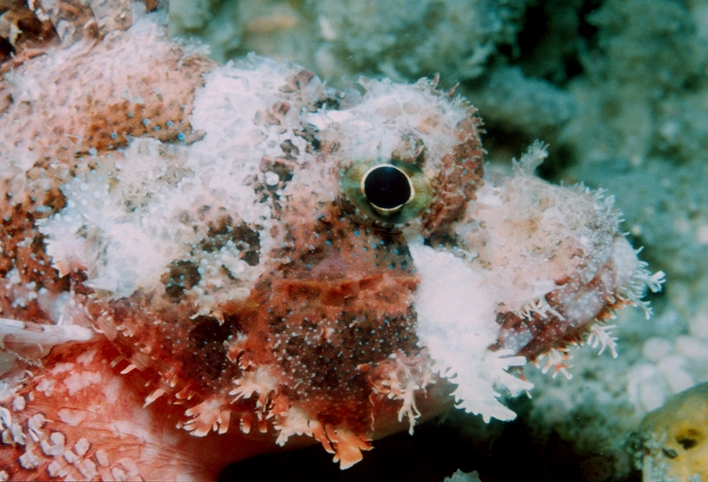 Sebastapistes strongia, barchin scorpionfish; DISPLAY FULL IMAGE.