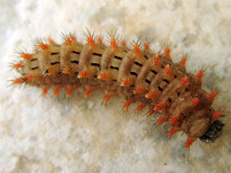 Spanish festoon (Zerynthia rumina) caterpillar; DISPLAY FULL IMAGE.