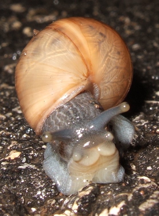 decollate snail, Rumina decollata; Image ONLY