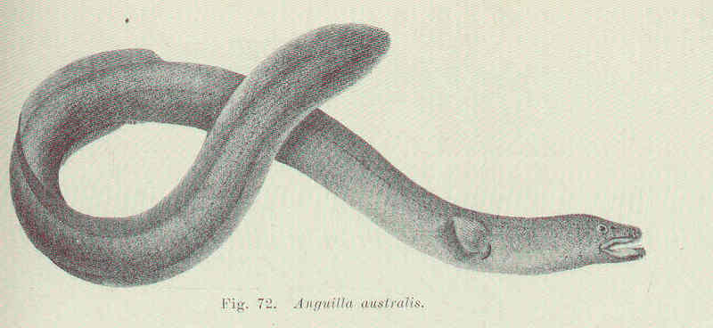 short-finned eel, shortfin eel (Anguilla australis); DISPLAY FULL IMAGE.