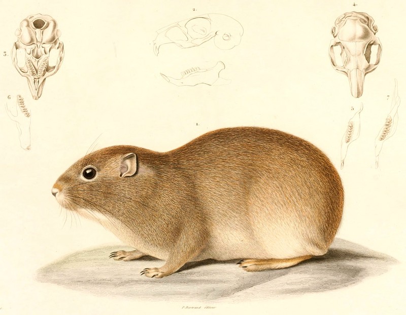 southern mountain cavy (Microcavia australis); DISPLAY FULL IMAGE.
