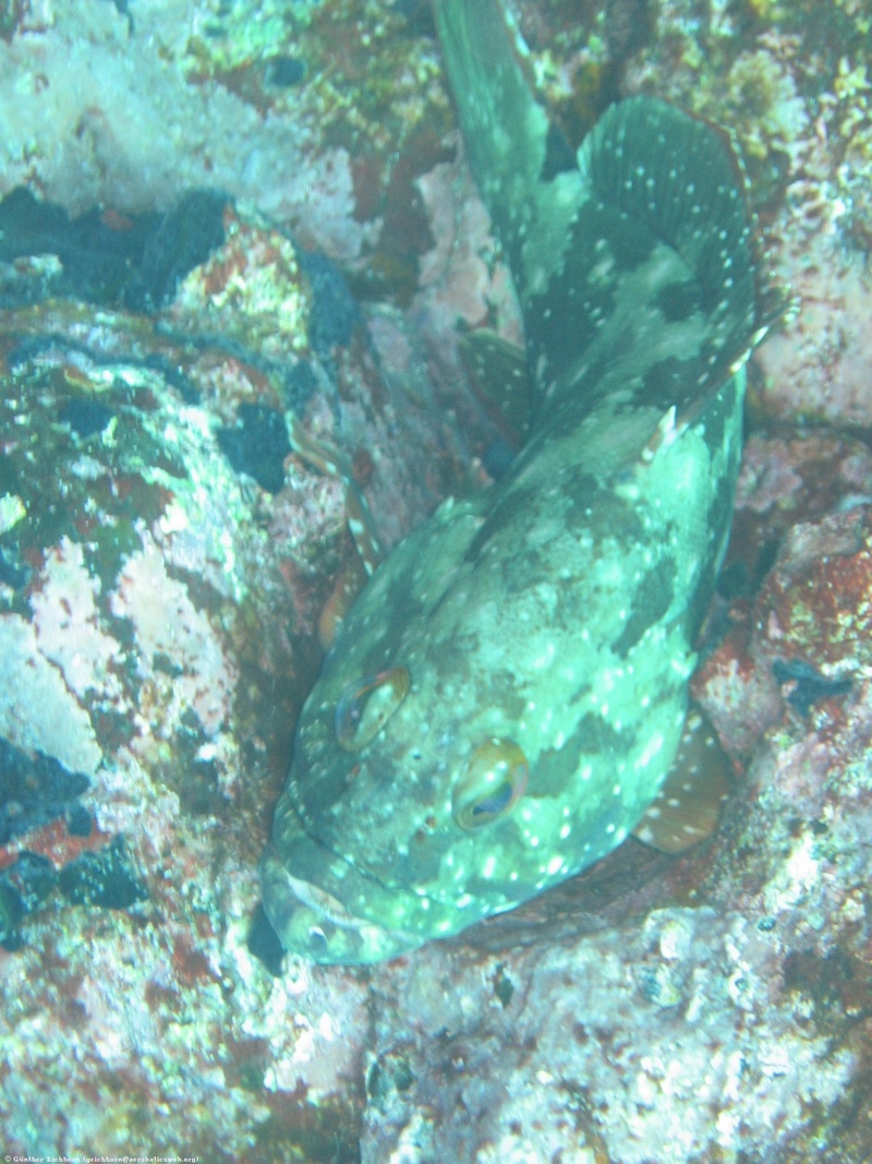 Epinephelus labriformis (starry grouper, flag cabrilla); DISPLAY FULL IMAGE.