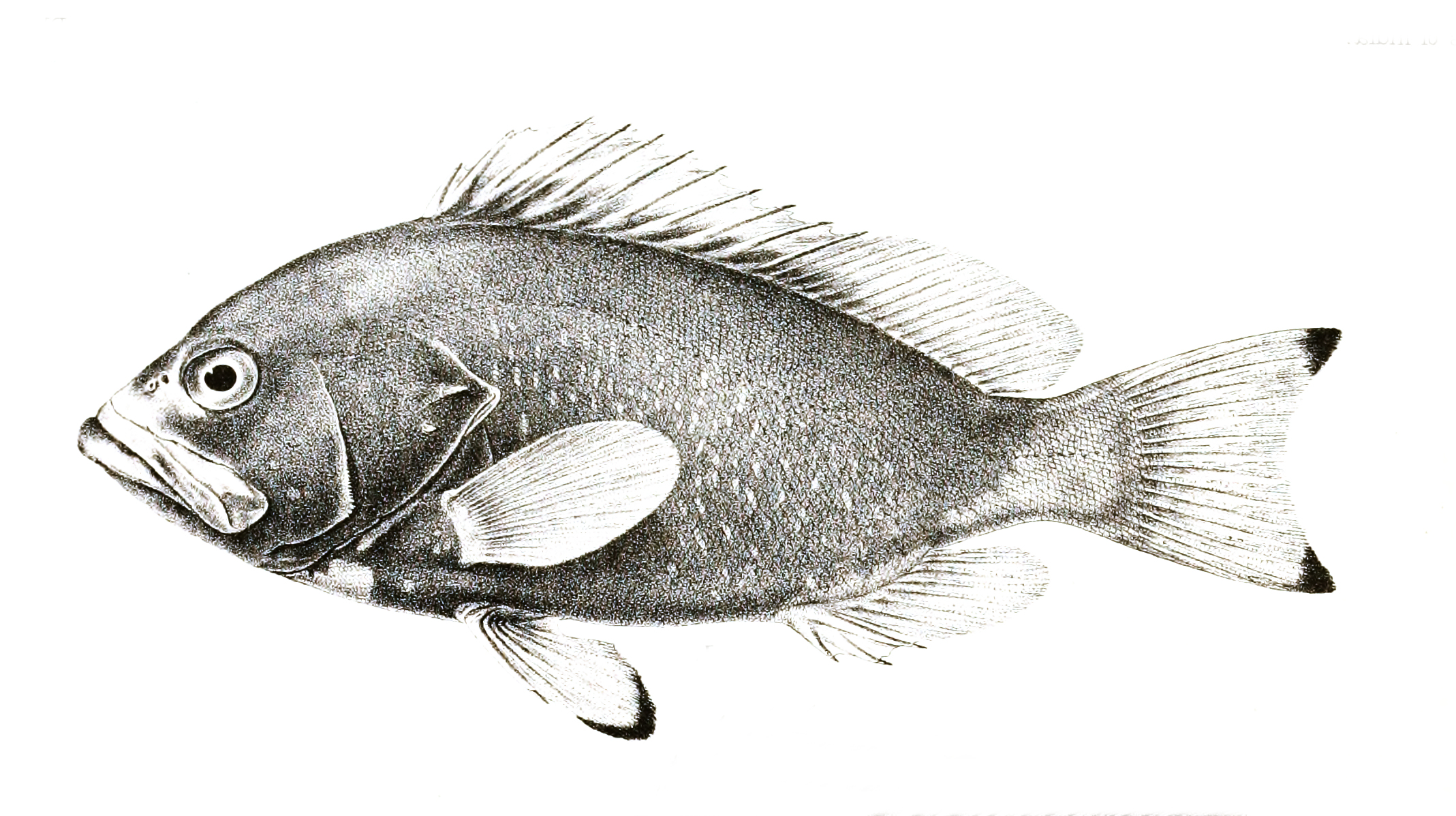 Epinephelus flavocaeruleus, blue-and-yellow grouper; Image ONLY
