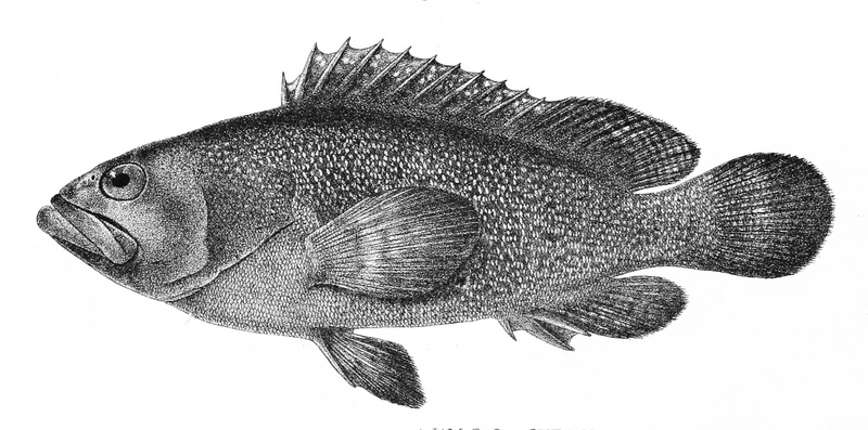 Epinephelus summana, Summan grouper; DISPLAY FULL IMAGE.