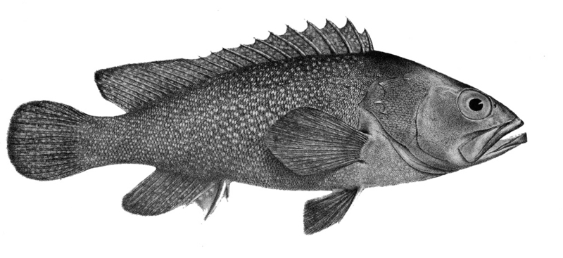 Epinephelus summana, Summan grouper; DISPLAY FULL IMAGE.