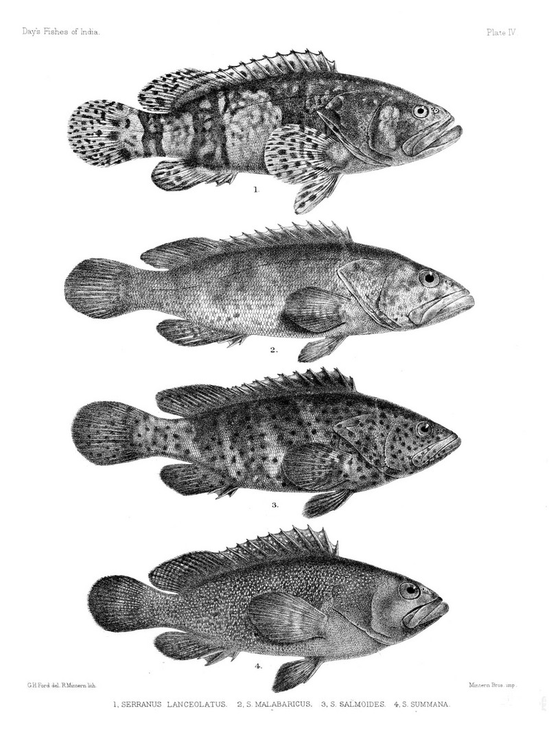 Epinephelus lanceolatus, Epinephelus malabaricus, Epinephelus malabaricus, Epinephelus summana; DISPLAY FULL IMAGE.