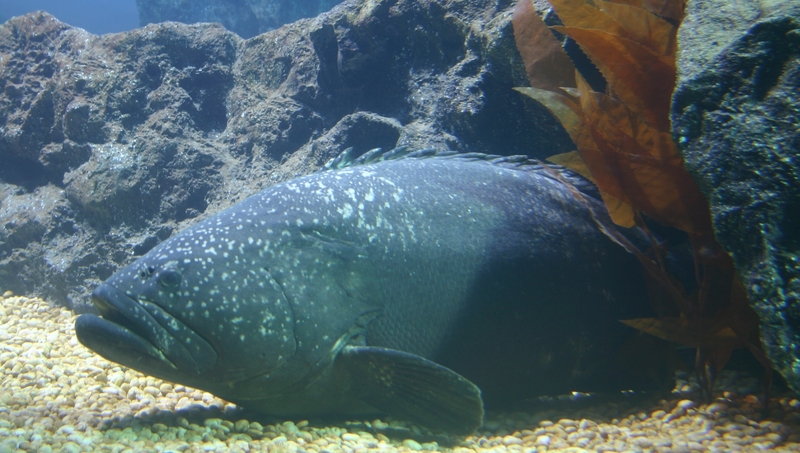 Epinephelus lanceolatus, Giant grouper; DISPLAY FULL IMAGE.