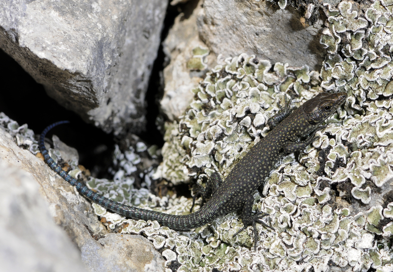 sharp-snouted rock lizard (Lacerta oxycephala); DISPLAY FULL IMAGE.
