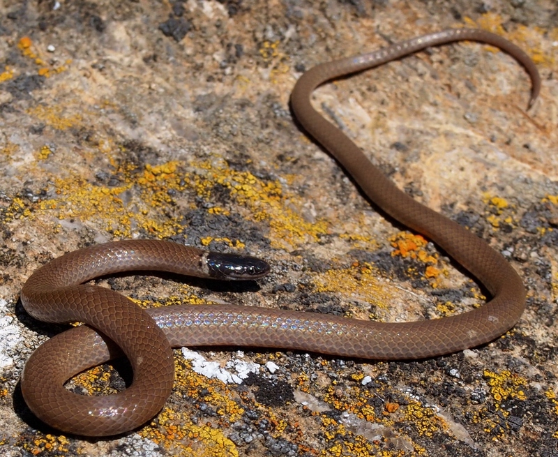 western black-headed snake (Tantilla planiceps); DISPLAY FULL IMAGE.