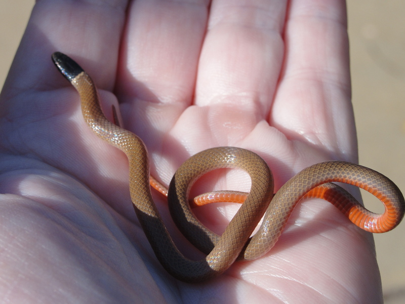 western black-headed snake (Tantilla planiceps); DISPLAY FULL IMAGE.