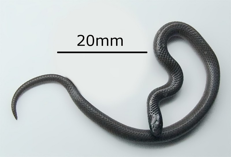 flathead snake (Tantilla gracilis); DISPLAY FULL IMAGE.