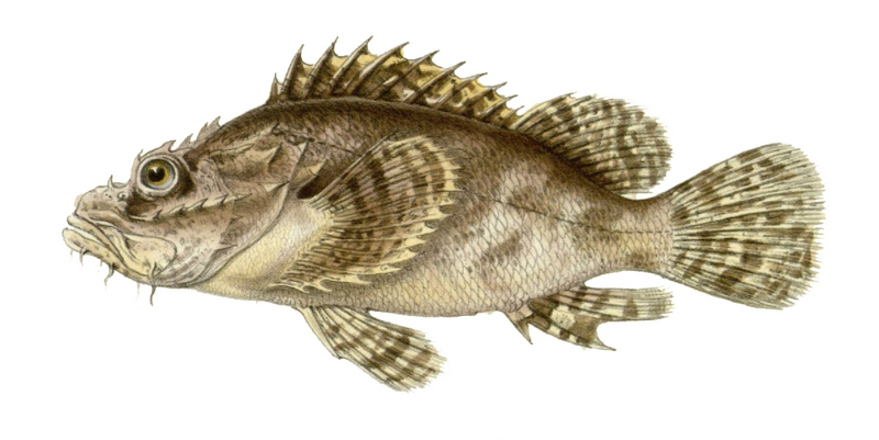 tasseled scorpionfish (Scorpaenopsis oxycephala); DISPLAY FULL IMAGE.