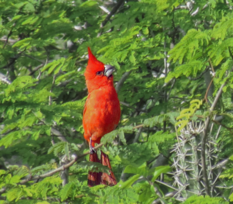 vermilion cardinal (Cardinalis phoeniceus); DISPLAY FULL IMAGE.