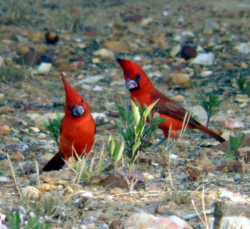 vermilion cardinal (Cardinalis phoeniceus); DISPLAY FULL IMAGE.