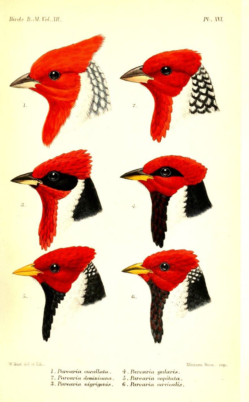 Paroaria: the red-headed cardinals, cardinal-tanagers; DISPLAY FULL IMAGE.