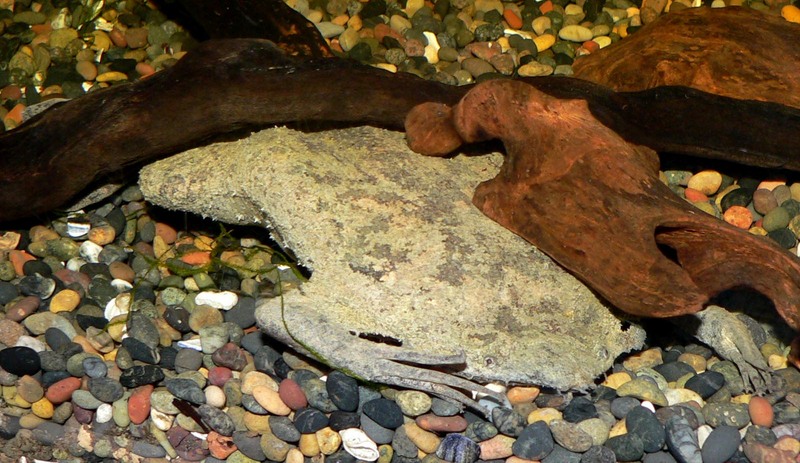 common Suriname toad, star-fingered toad (Pipa pipa); DISPLAY FULL IMAGE.