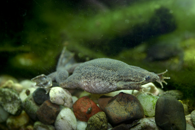 Sabana Surinam toad, Pipa parva; DISPLAY FULL IMAGE.