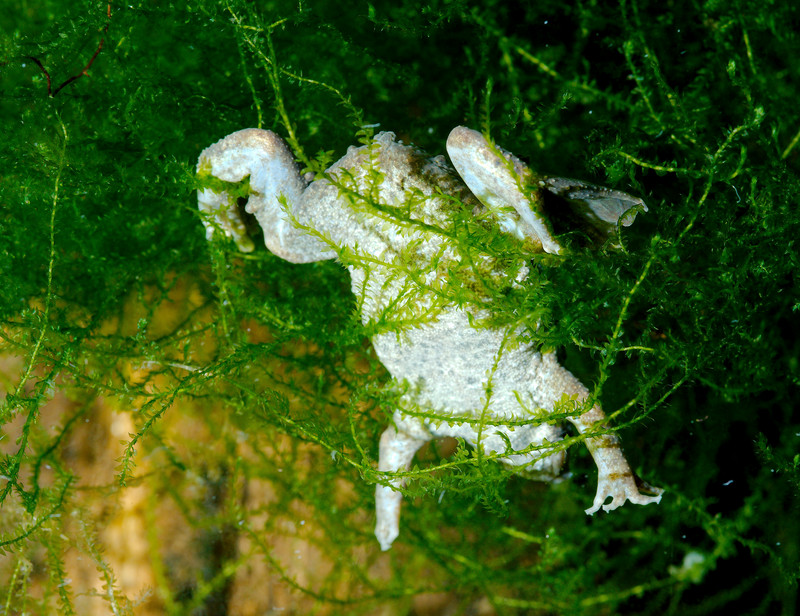 Sabana Surinam toad, Pipa parva; DISPLAY FULL IMAGE.