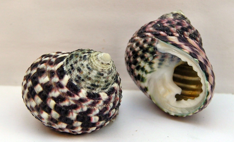 Monodonta labio, (toothed top shell, lipped periwinkle); DISPLAY FULL IMAGE.