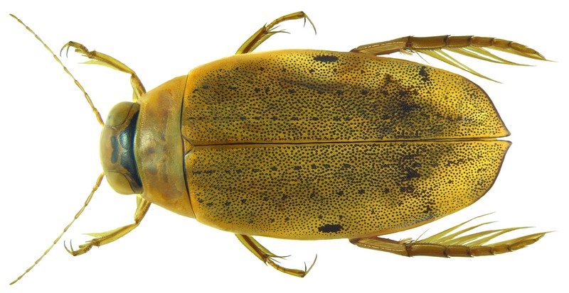 Eretes australis, female; DISPLAY FULL IMAGE.