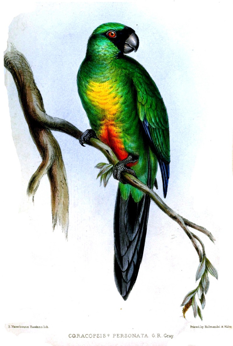 masked shining parrot (Prosopeia personata); DISPLAY FULL IMAGE.