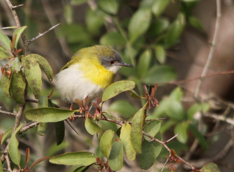 yellow-breasted apalis (Apalis flavida); DISPLAY FULL IMAGE.