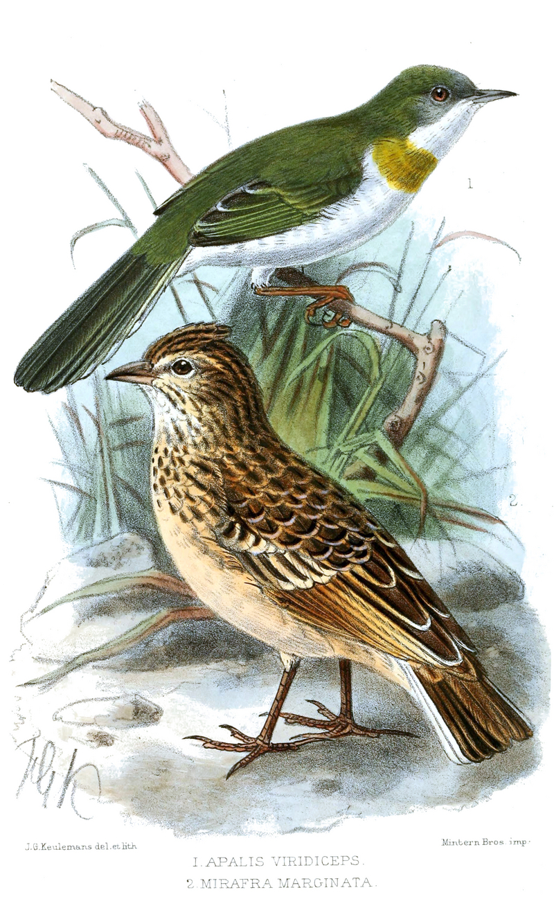 yellow-breasted apalis (Apalis flavida), singing bush lark (Mirafra cantillans); DISPLAY FULL IMAGE.