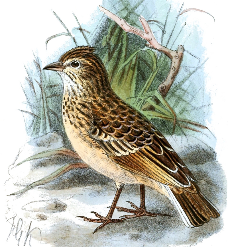 singing bush lark (Mirafra cantillans) - Nyiro lark, Galla singing lark (Mirafra cantillans marginata); DISPLAY FULL IMAGE.