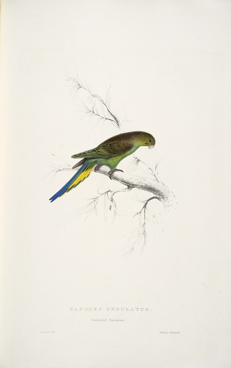 budgerigar, budgie (Melopsittacus undulatus); DISPLAY FULL IMAGE.