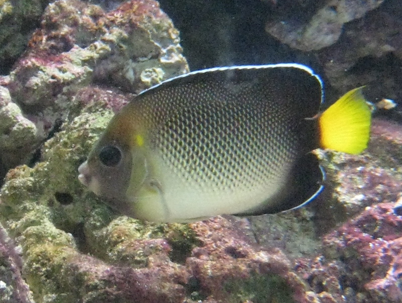 Apolemichthys xanthurus, Indian yellowtail angelfish; DISPLAY FULL IMAGE.