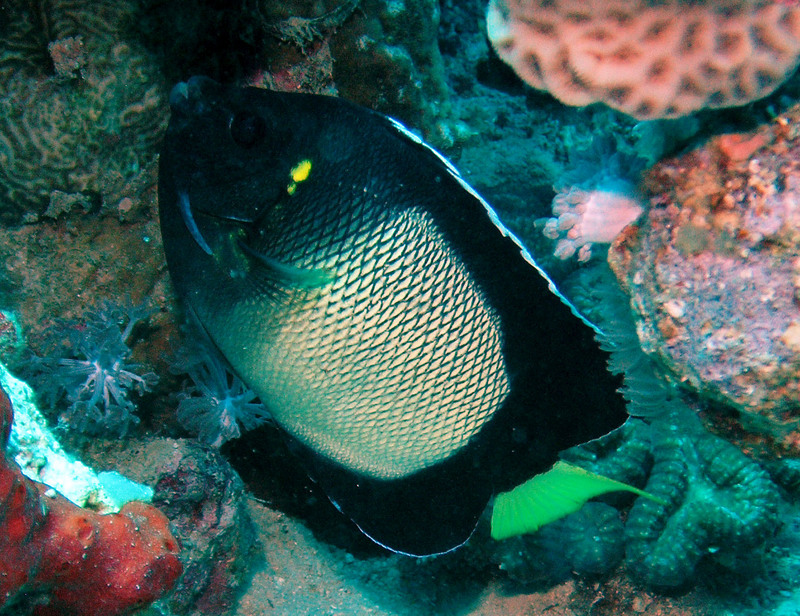 Apolemichthys xanthotis, Yellow-ear angelfish; DISPLAY FULL IMAGE.