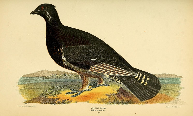 spruce grouse, Canada grouse (Falcipennis canadensis); DISPLAY FULL IMAGE.