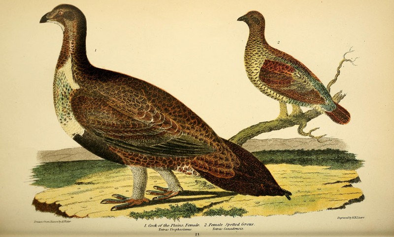 greater sage-grouse (Centrocercus urophasianus), Canada grouse (Falcipennis canadensis); DISPLAY FULL IMAGE.