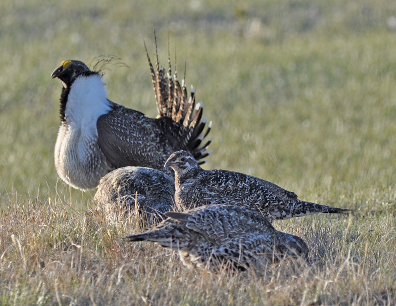 greater sage-grouse (Centrocercus urophasianus); DISPLAY FULL IMAGE.