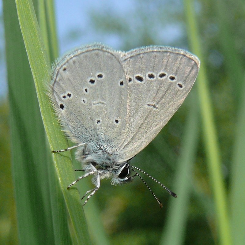 small blue butterfly (Cupido minimus); DISPLAY FULL IMAGE.