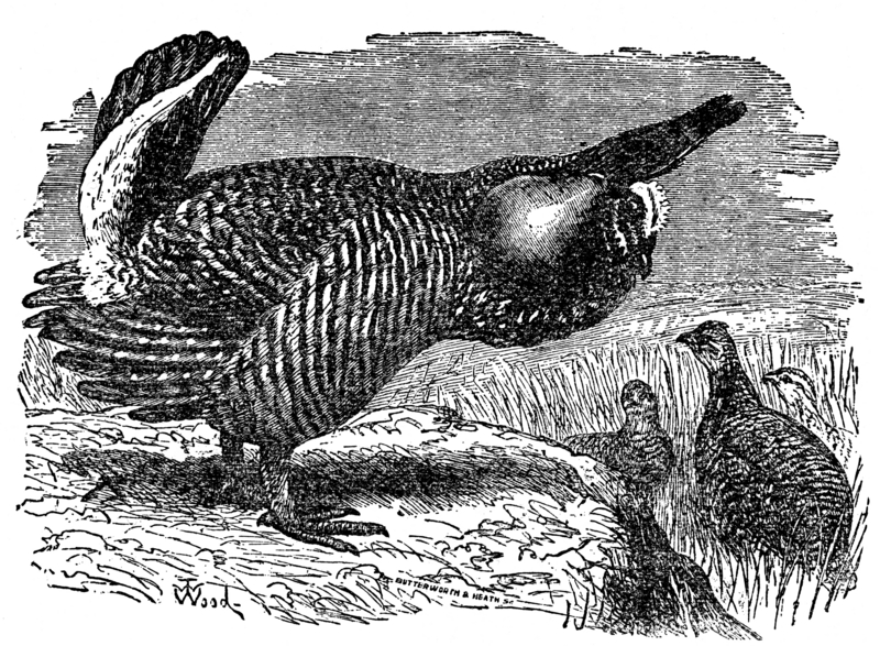 greater prairie chicken, pinnated grouse, boomer (Tympanuchus cupido); DISPLAY FULL IMAGE.