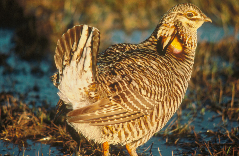 Attwater's prairie chicken (Tympanuchus cupido attwateri); DISPLAY FULL IMAGE.