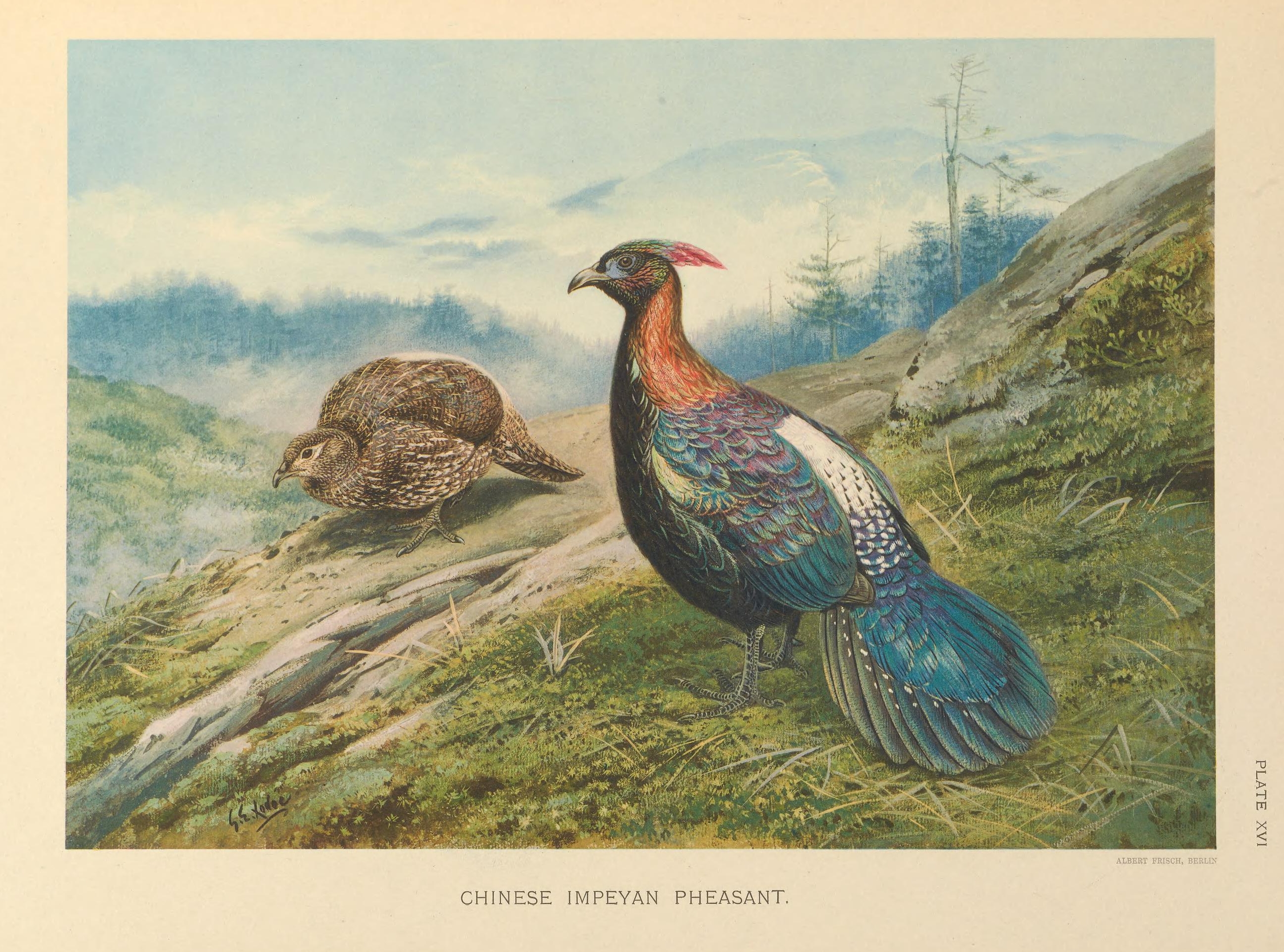 chinese monal golden pheasant