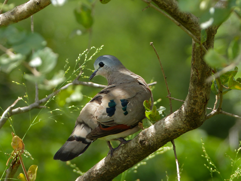 emerald-spotted wood dove (Turtur chalcospilos); DISPLAY FULL IMAGE.