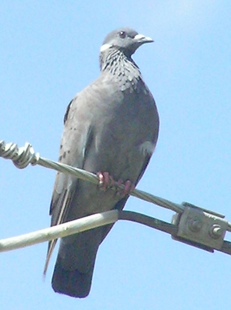 white-collared pigeon (Columba albitorques); DISPLAY FULL IMAGE.