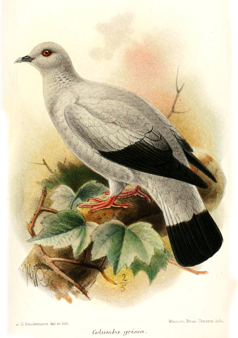 silvery pigeon, silvery wood-pigeon (Columba argentina); DISPLAY FULL IMAGE.