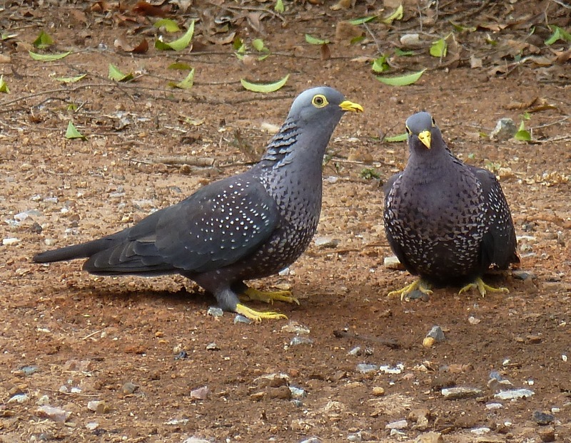 African olive pigeon, Rameron pigeon (Columba arquatrix); DISPLAY FULL IMAGE.
