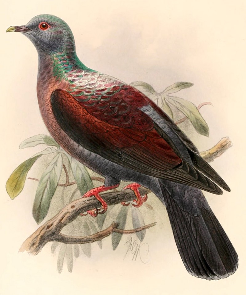 eastern bronze-naped pigeon (Columba delegorguei); DISPLAY FULL IMAGE.
