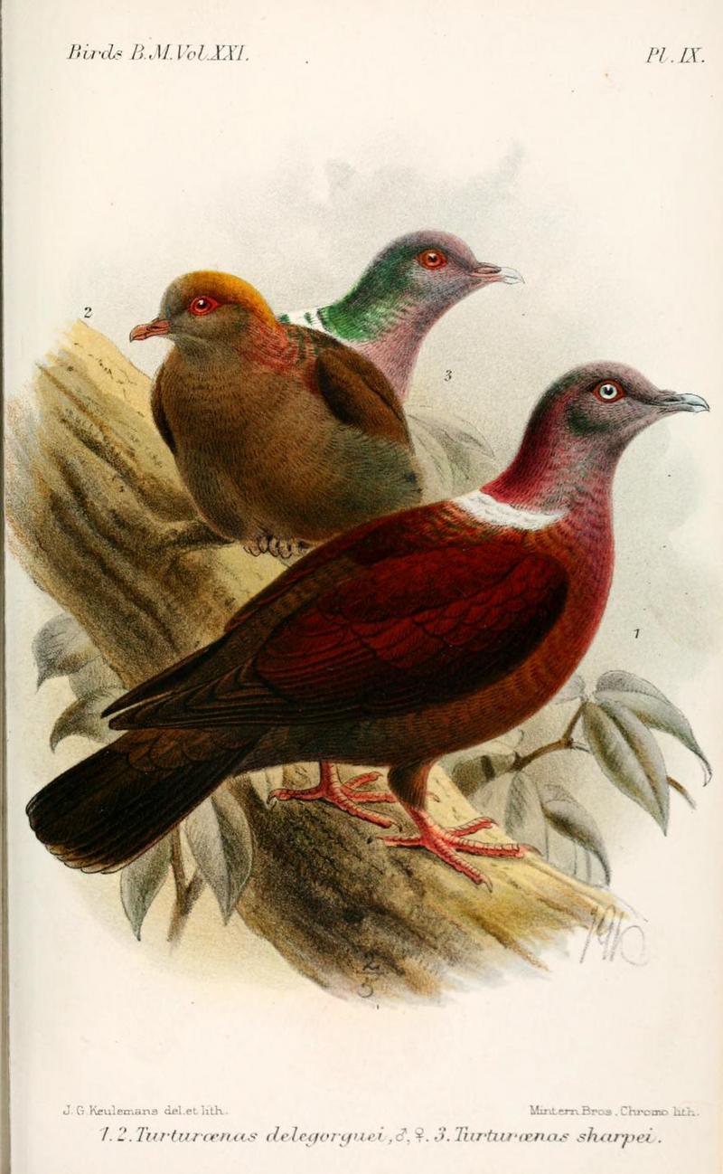 eastern bronze-naped pigeon (Columba delegorguei); DISPLAY FULL IMAGE.