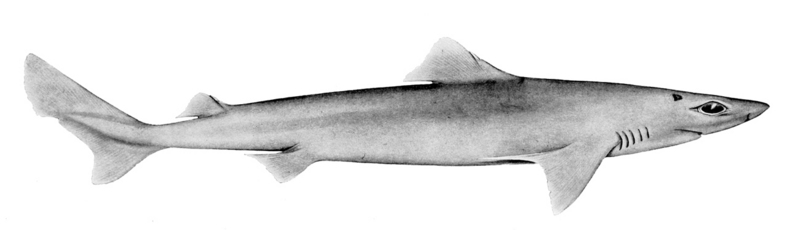 Centrophorus moluccensis, Smallfin gulper shark; DISPLAY FULL IMAGE.