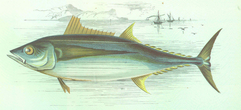 albacore, bonito, longfin tuna (Thunnus alalunga); DISPLAY FULL IMAGE.