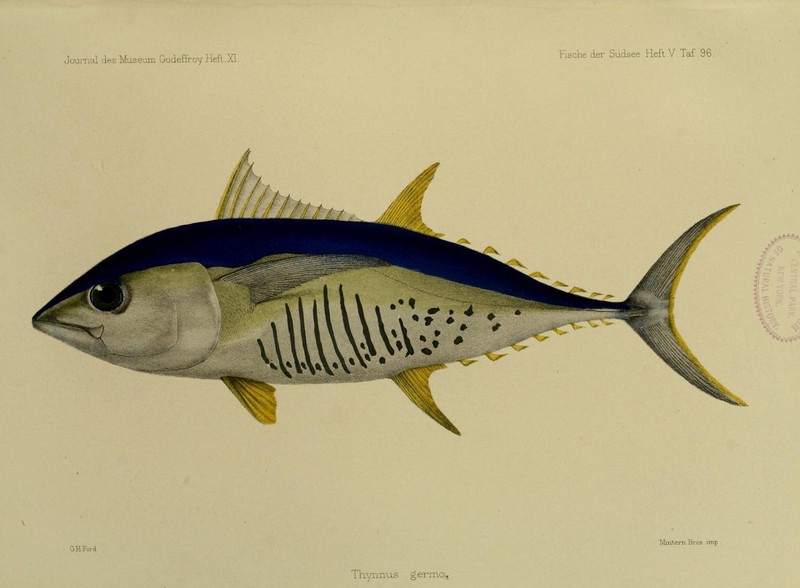 albacore, bonito, longfin tuna (Thunnus alalunga); DISPLAY FULL IMAGE.