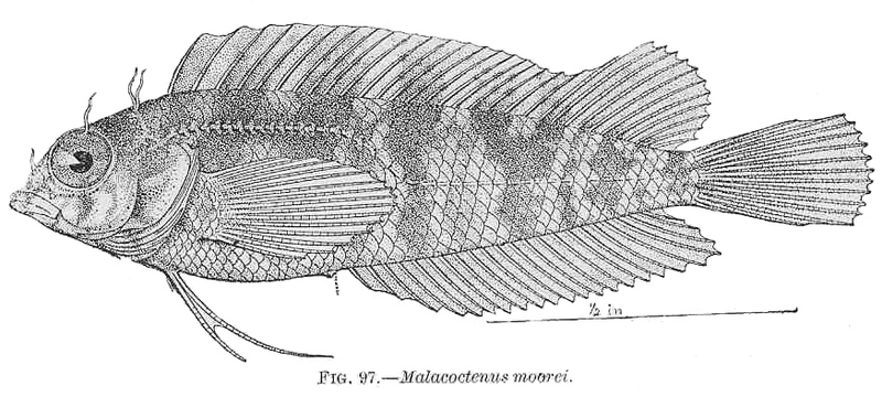 Malacoctenus macropus, Rosy blenny; DISPLAY FULL IMAGE.