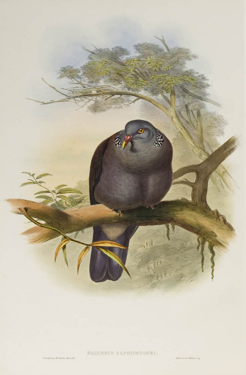 Nilgiri wood pigeon (Columba elphinstonii); DISPLAY FULL IMAGE.