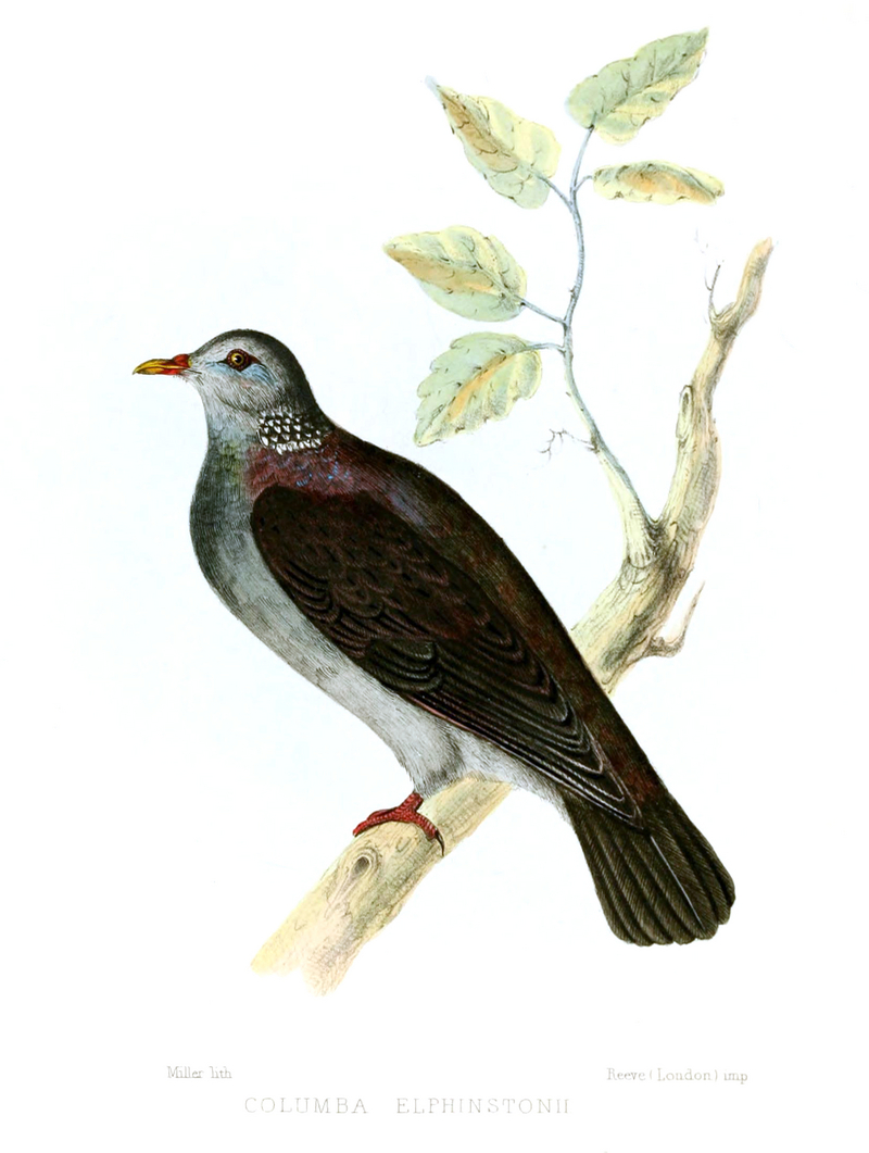 Nilgiri wood pigeon (Columba elphinstonii); DISPLAY FULL IMAGE.